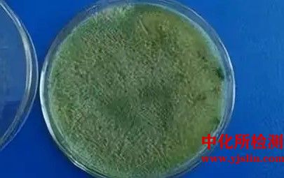 菌種、抗生素敏感性檢測